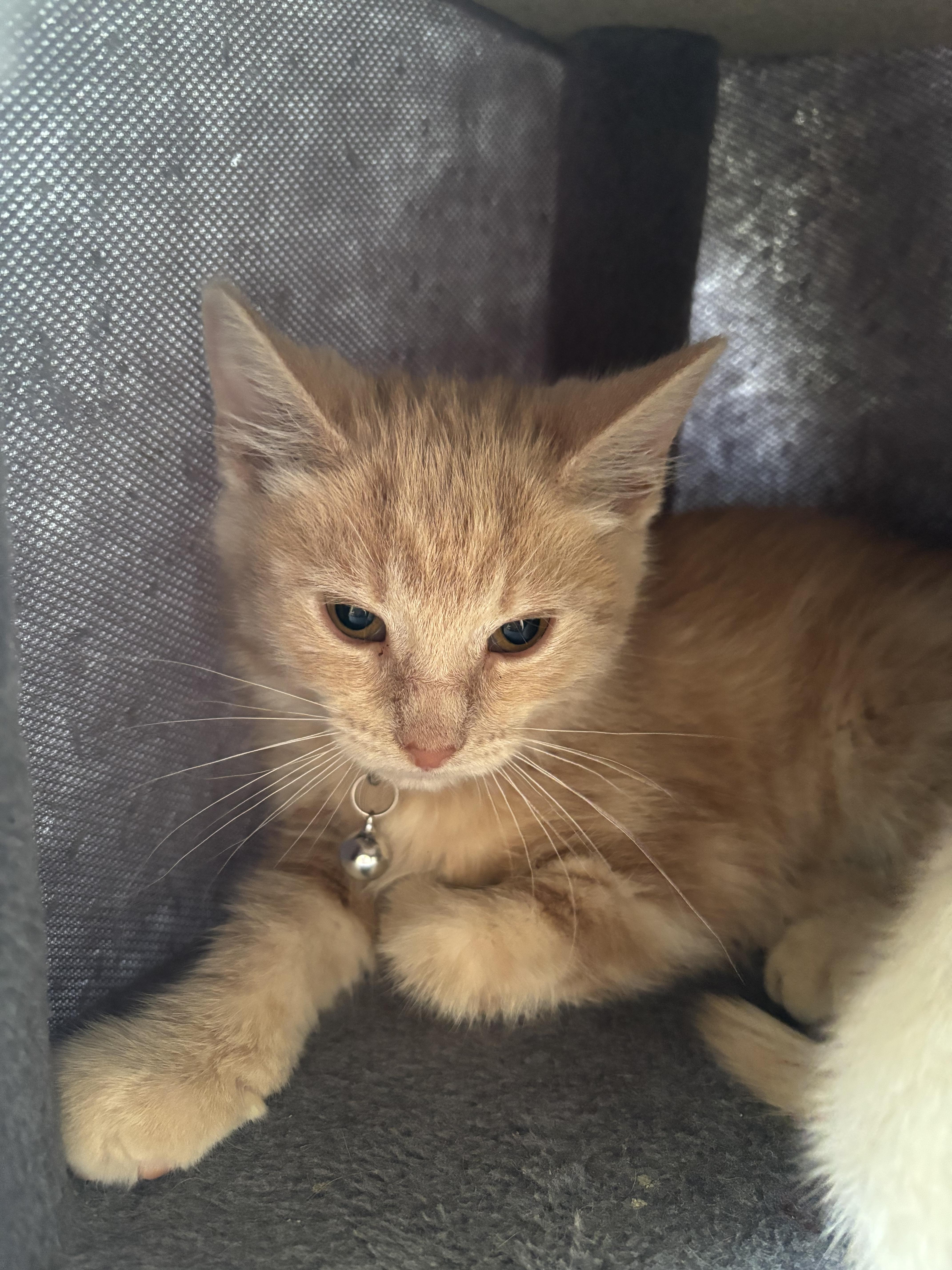 A baby small-sized female Domestic Medium Hair cat named Clue for adoption in Bethel Park, PA