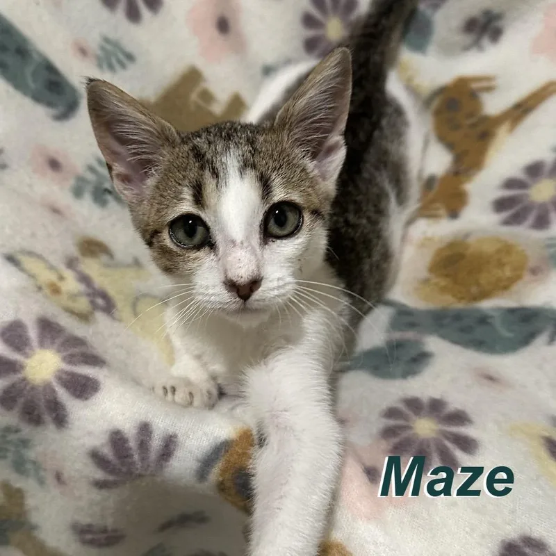 A baby small-sized female Domestic Medium Hair cat named Maze for adoption in Madisonville, TN