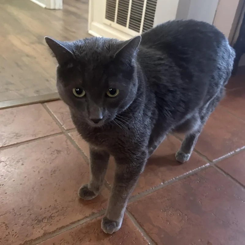 Guy Fieri thumbnail 2