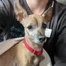 A senior small-sized female Brown / Chocolate Chihuahua dog named Molly Monarch for adoption in Ramona, CA