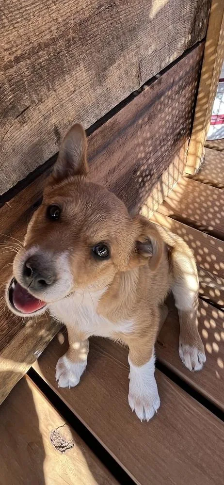 Chester