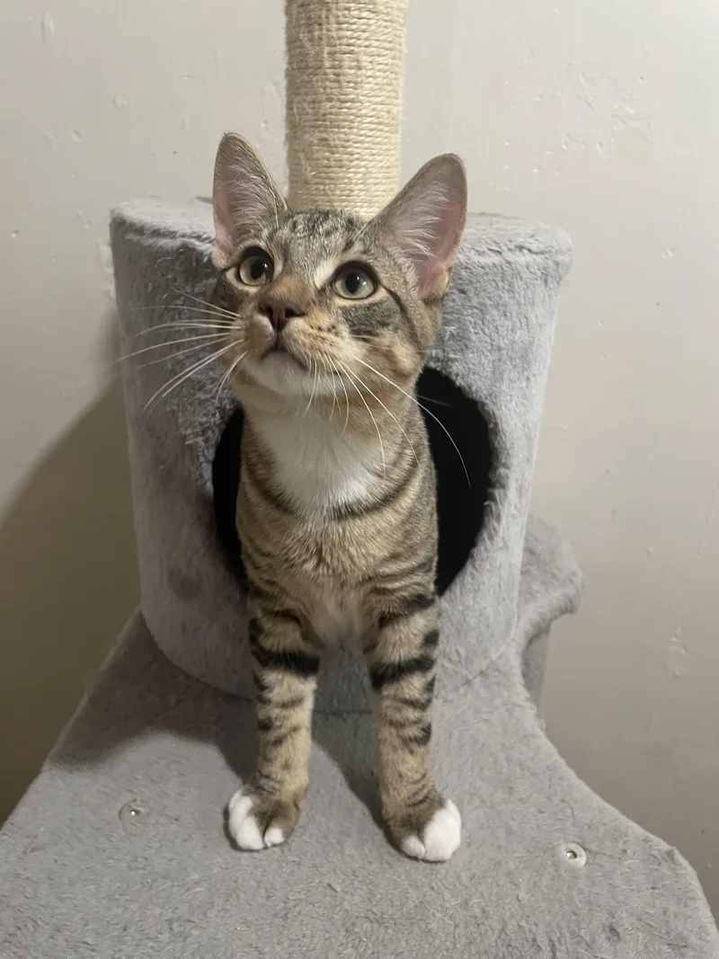 A young medium-sized male Gray & White Tabby cat named Patriot for adoption in Westland, MI