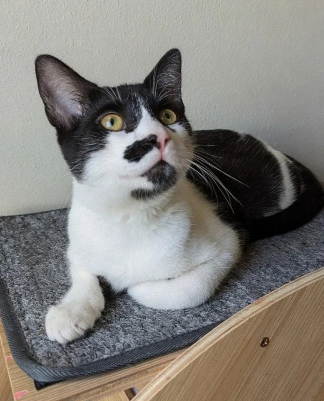 A young medium-sized male Black & White / Tuxedo Domestic Short Hair cat named Hotch for adoption in Ocala, FL