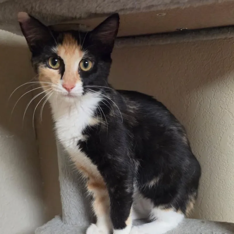 Nora