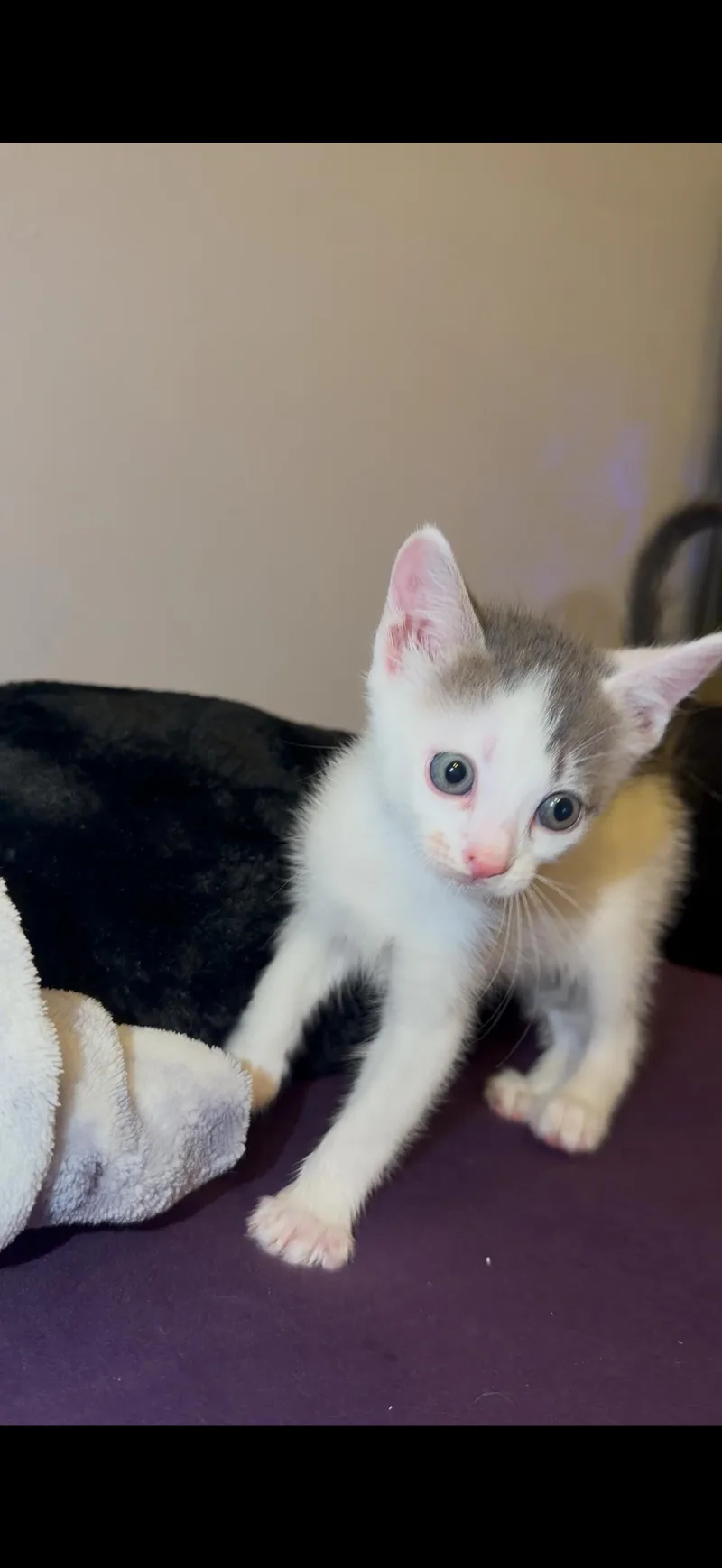 A baby medium-sized female Domestic Short Hair cat named Peppa for adoption in Nutley, NJ