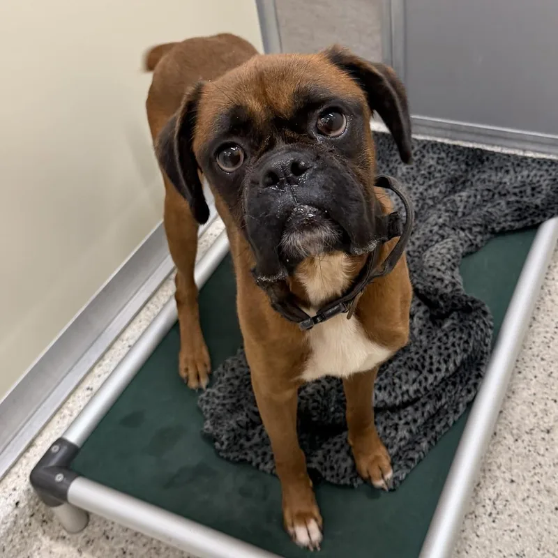 An adult medium-sized male Boxer dog named Dr. Helmsburg for adoption in Nashville, IN