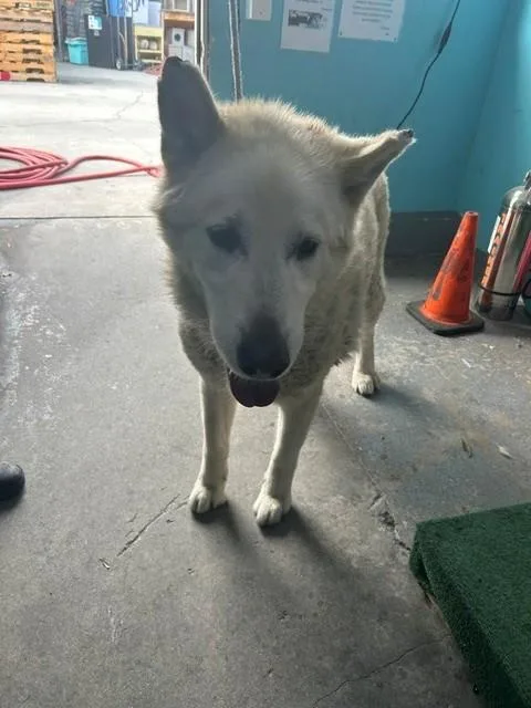 An adult medium-sized male Alaskan Malamute dog named Arctic for adoption in Baldwin Park, CA