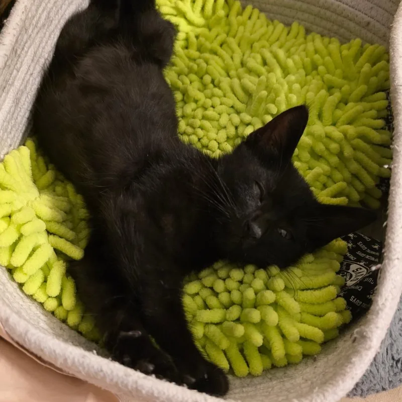 A baby small-sized male Black Domestic Medium Hair cat named Remington for adoption in San Antonio, TX