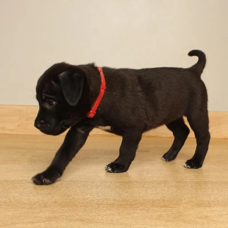 A baby large-sized female Black Pit Bull Terrier dog named Emerald D for adoption in Minnetonka, MN