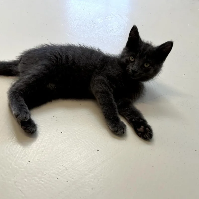 A baby small-sized male White Domestic Short Hair cat named Iroh for adoption in Delaware, OH