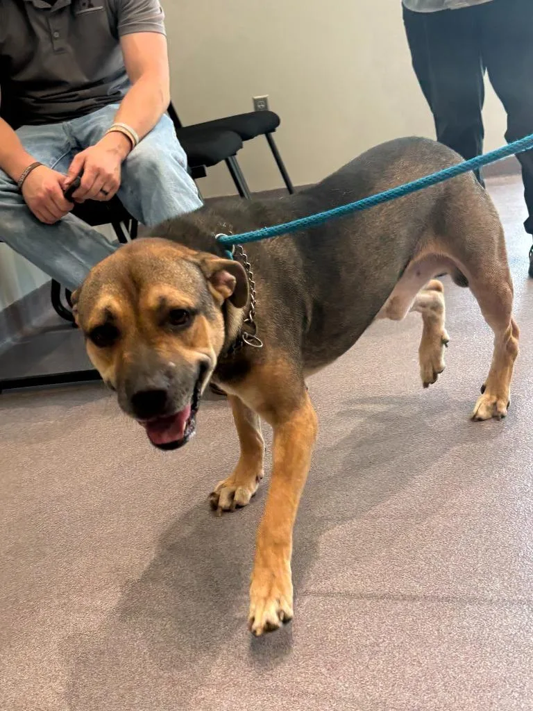 An adult medium-sized male Pit Bull Terrier dog named Charles for adoption in Benton, AR