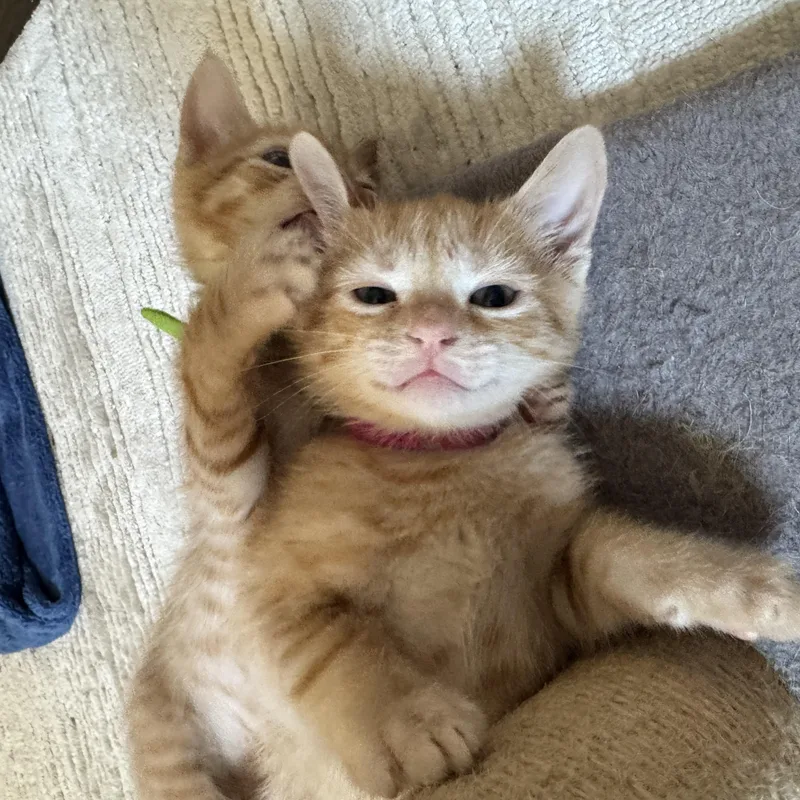 A baby medium-sized male Orange & White American Shorthair cat named Sizzle for adoption in Manchester, CT