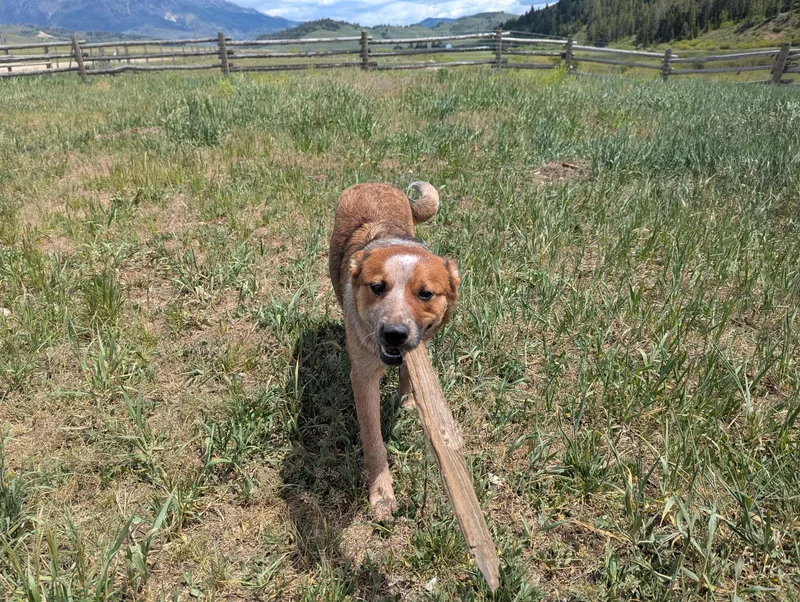 Odie thumbnail 2