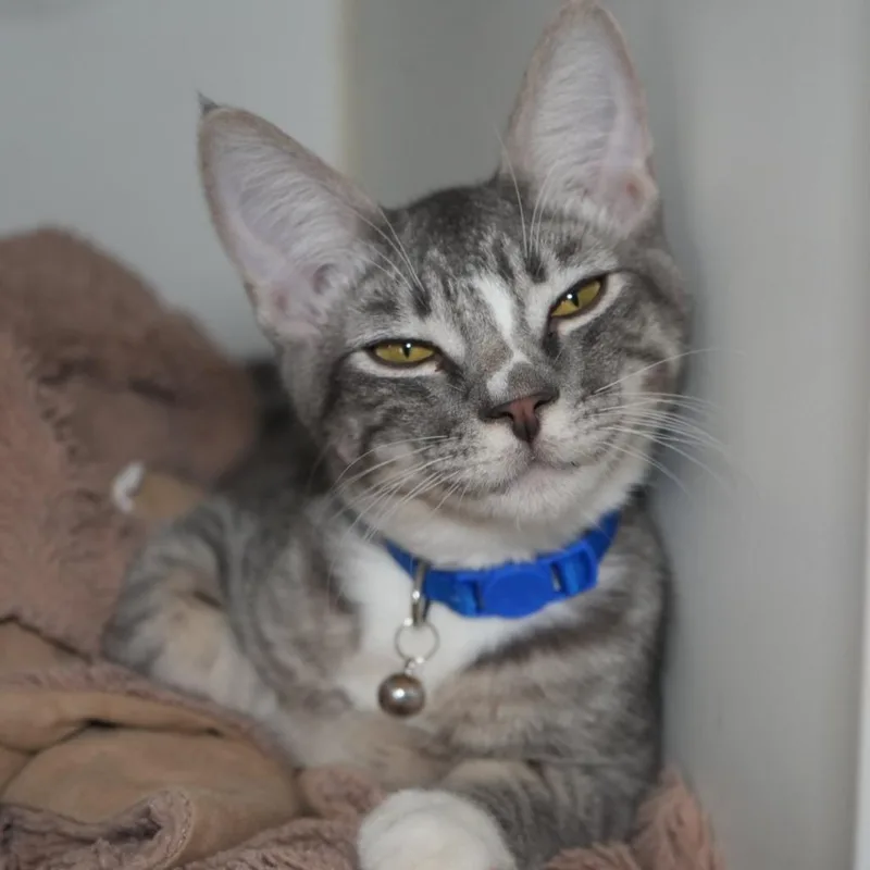 A young medium-sized male Gray / Blue / Silver Domestic Short Hair cat named Harry Potter for adoption in Coachella, CA