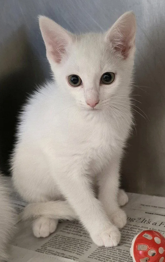 A baby small-sized male White Domestic Short Hair cat named CA  Moe for adoption in Glen Allen, VA