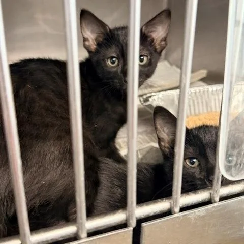 A baby small-sized male Black Domestic Short Hair cat named Lychee for adoption in Hawthorne, CA