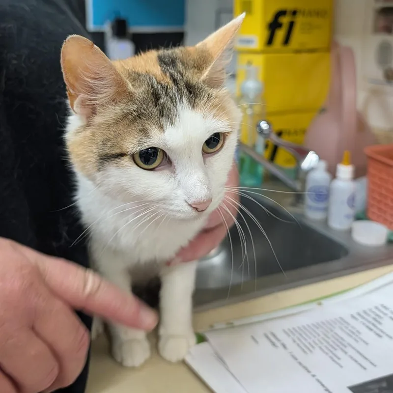 An adult medium-sized female White Domestic Short Hair cat named Fiddle Link for adoption in Ardmore, OK