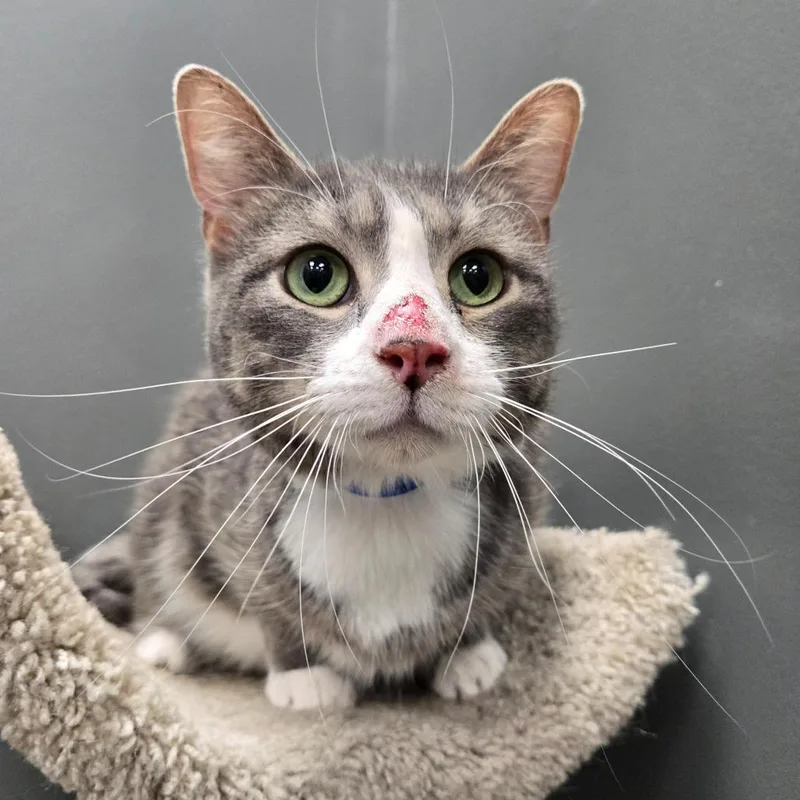 Earl Grey thumbnail 2