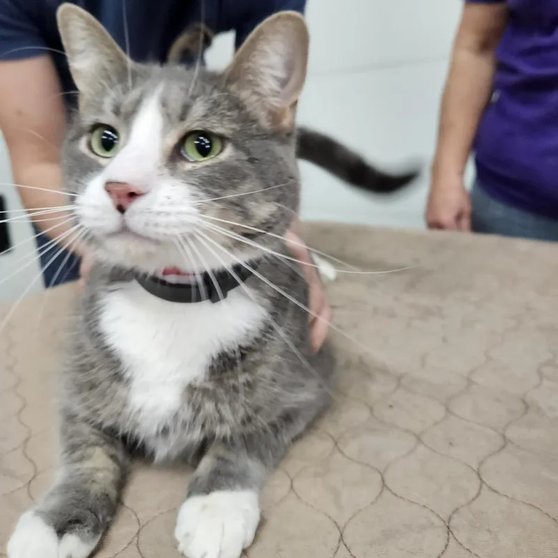 Earl Grey thumbnail 3