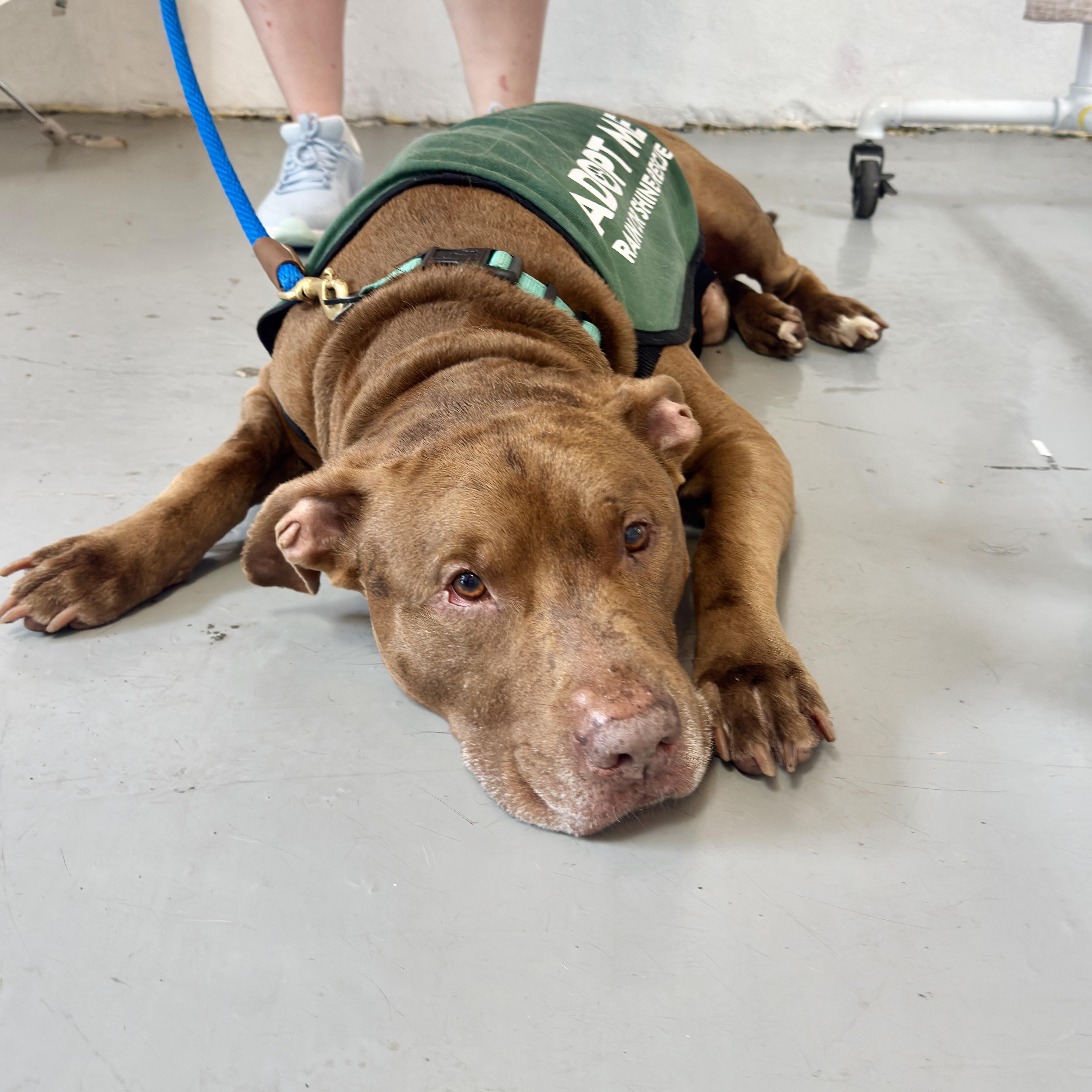 A senior large-sized male Brown / Chocolate Pit Bull Terrier dog named Point Break for adoption in New York, NY