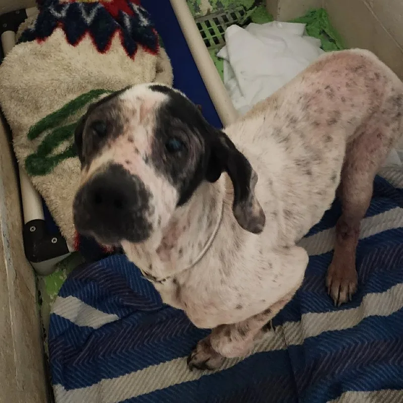 Sweet Loaf thumbnail 4