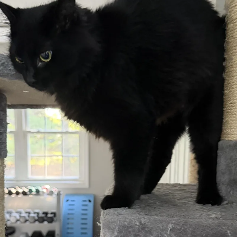 A young medium-sized female Black Domestic Medium Hair cat named Sweet Pea for adoption in Denver, NC