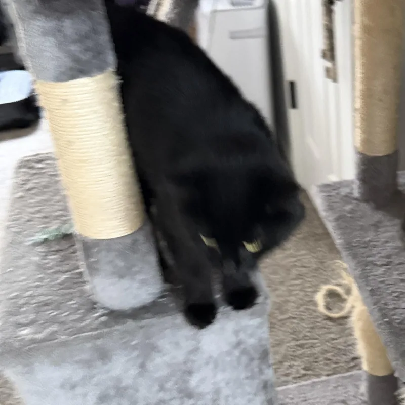 Sweet Pea thumbnail 3