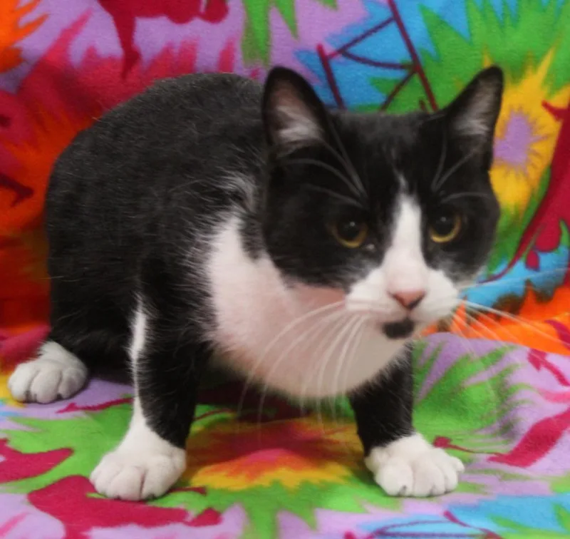 A young medium-sized female Domestic Short Hair cat named Dawn for adoption in Vacaville, CA