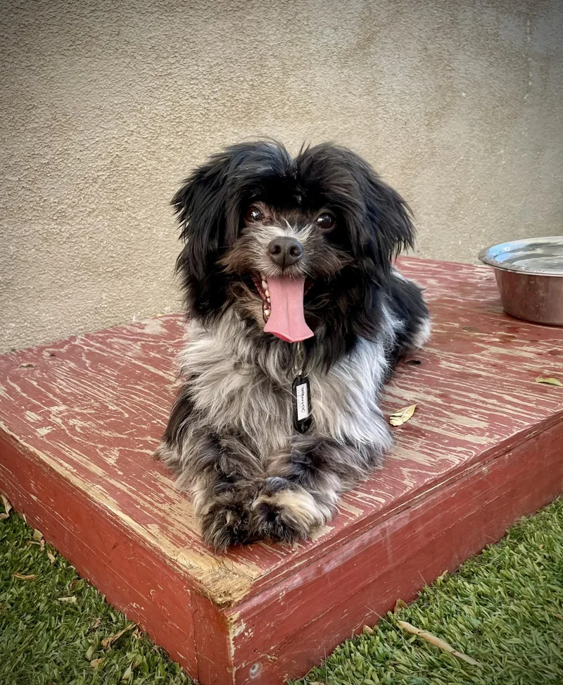 A young small-sized male White / Cream Shih Tzu dog named Oatmeal for adoption in Phoenix, AZ
