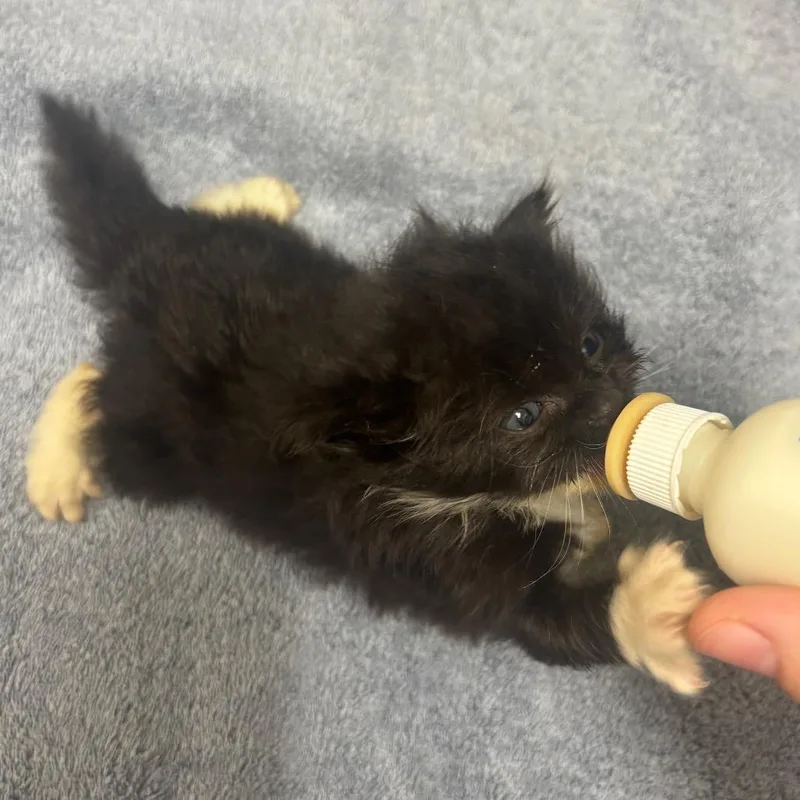 A baby small-sized female Black Domestic Long Hair cat named Riivara for adoption in Shinnston, WV