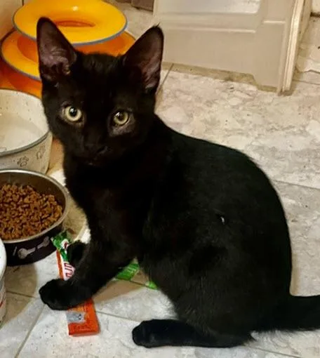 A baby medium-sized male Bombay cat named BlackBerry for adoption in Los Angeles, CA