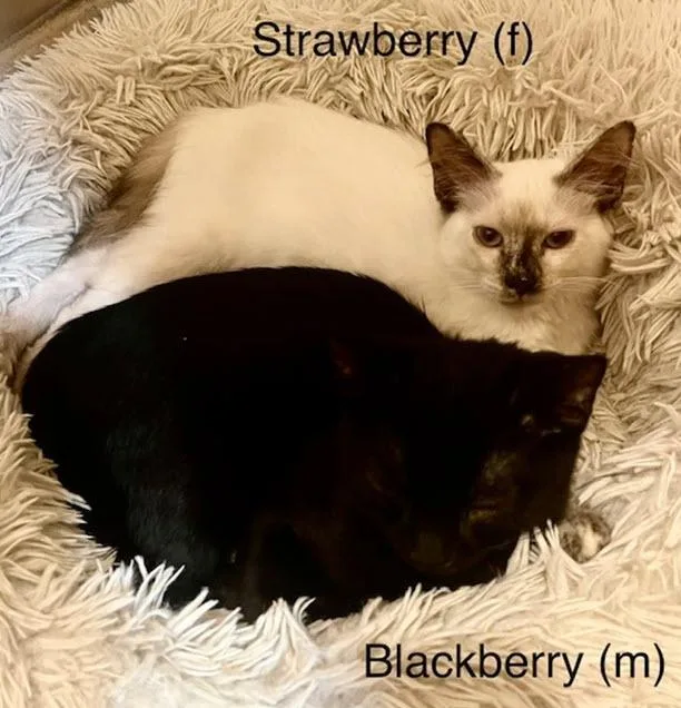 BlackBerry thumbnail 4