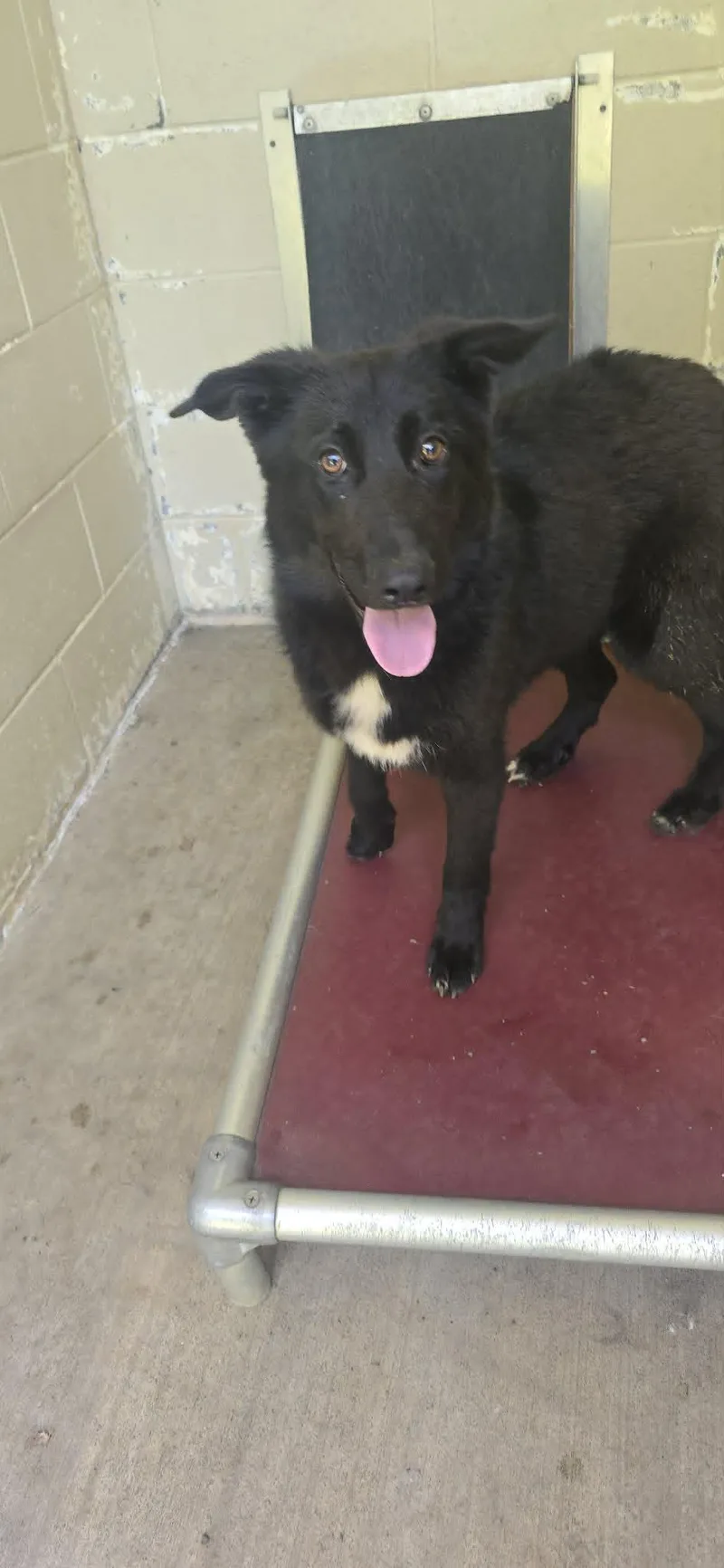 A young medium-sized female Black Shepherd dog named Tiffany for adoption in Orange, VA