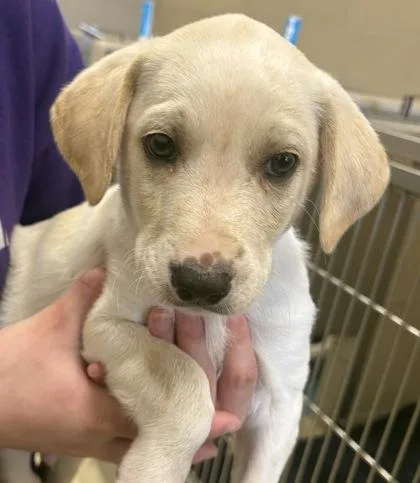 A baby large-sized male Mixed Breed dog named Cash for adoption in Munster, IN