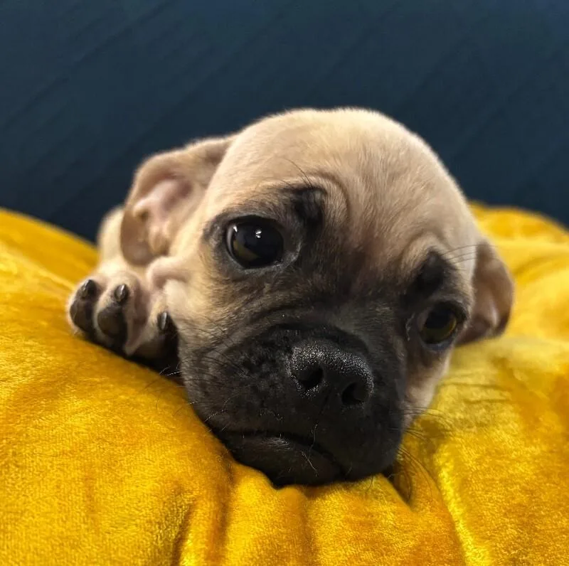 Chug the pug