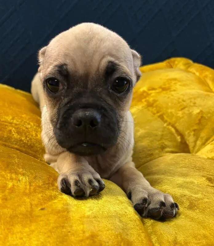 Chug the pug thumbnail 2