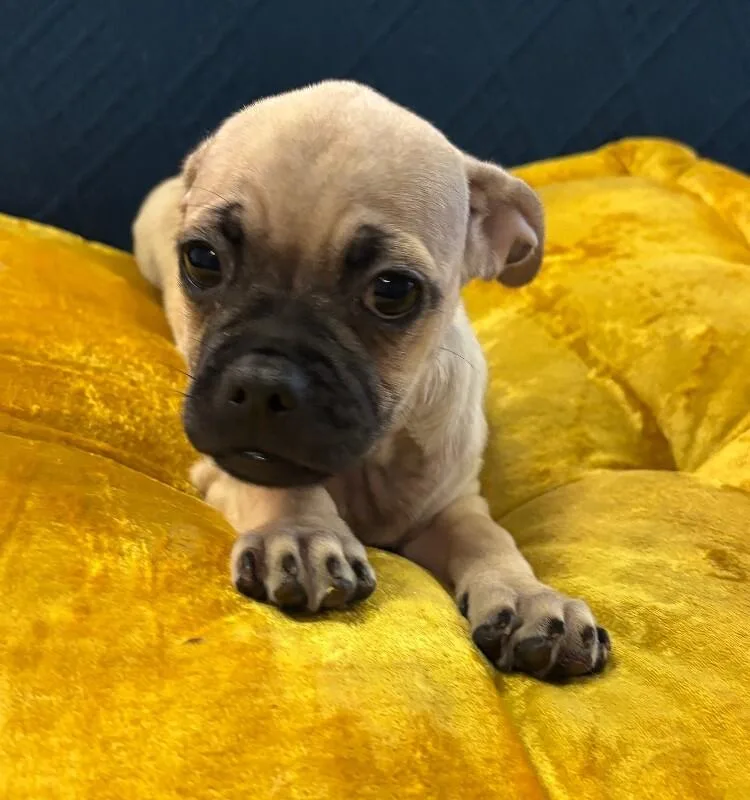 Chug the pug thumbnail 3
