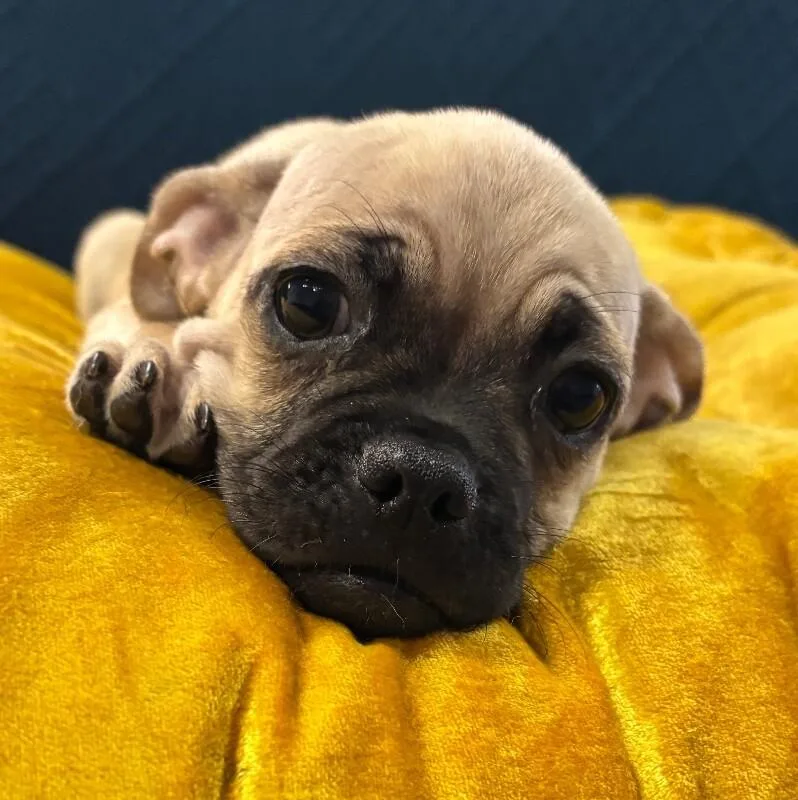Chug the pug thumbnail 4