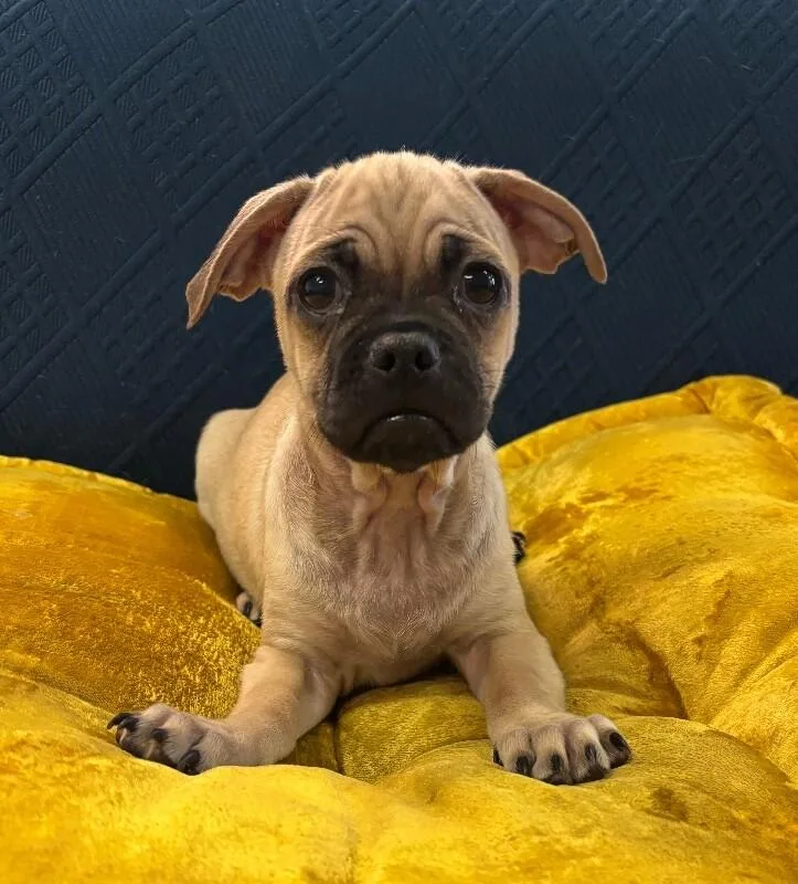 Chug the pug thumbnail 5
