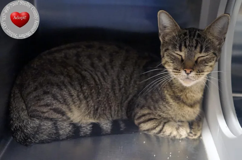 A young large-sized female Domestic Medium Hair cat named Everly for adoption in Sidney, OH
