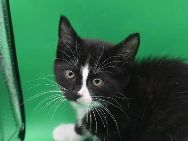 A baby small-sized female Domestic Short Hair cat named Bo Peep for adoption in Portland, OR