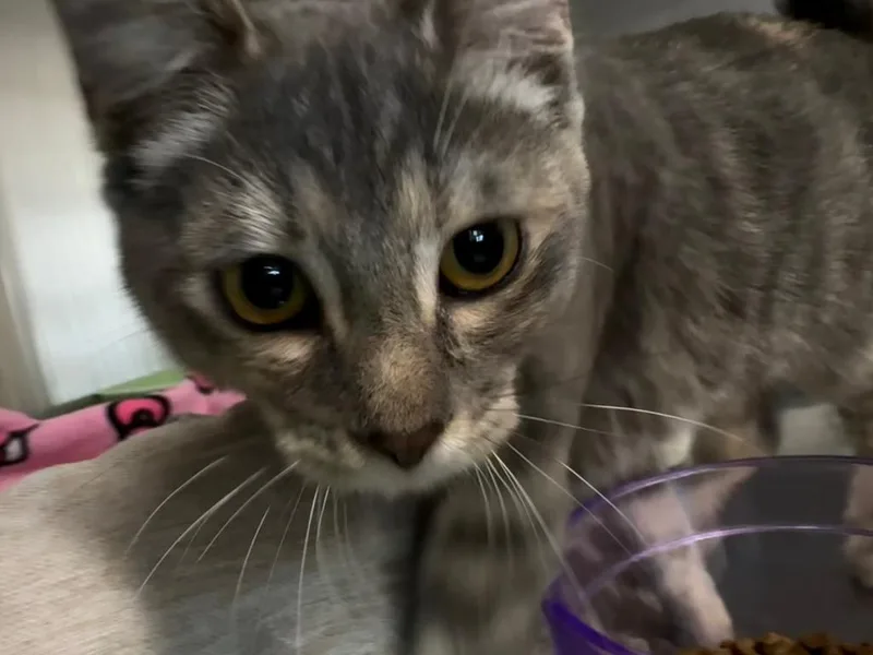 Lizzo Icc thumbnail 2