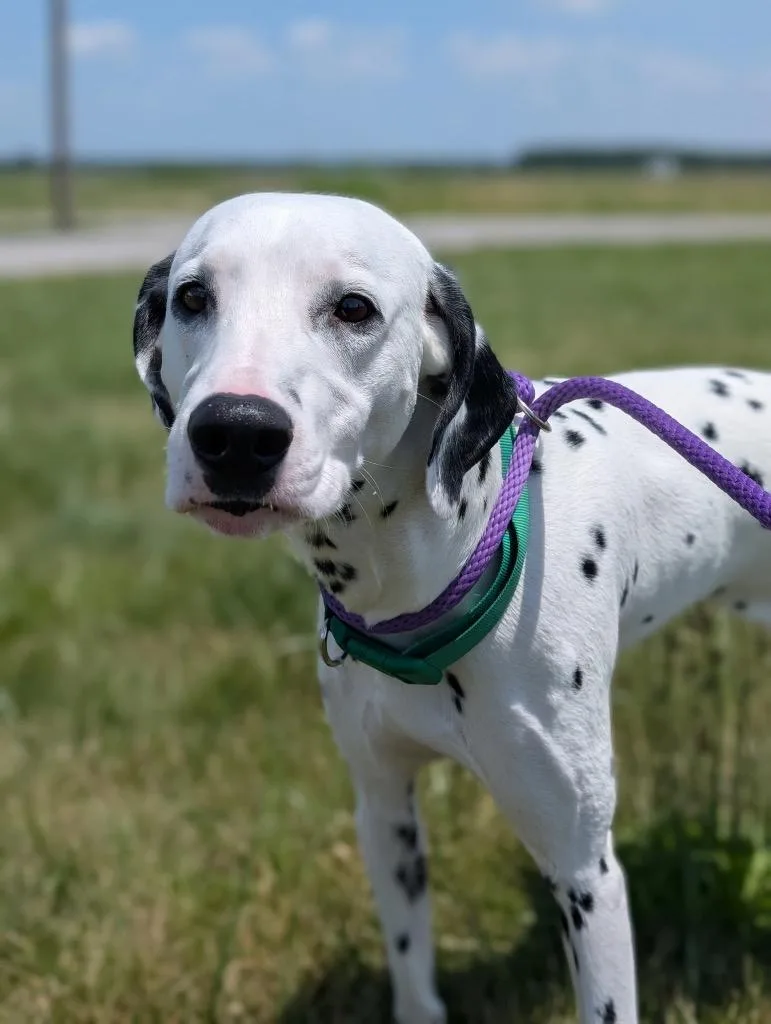 An adult medium-sized male Dalmatian dog named Adonis for adoption in Defiance, OH