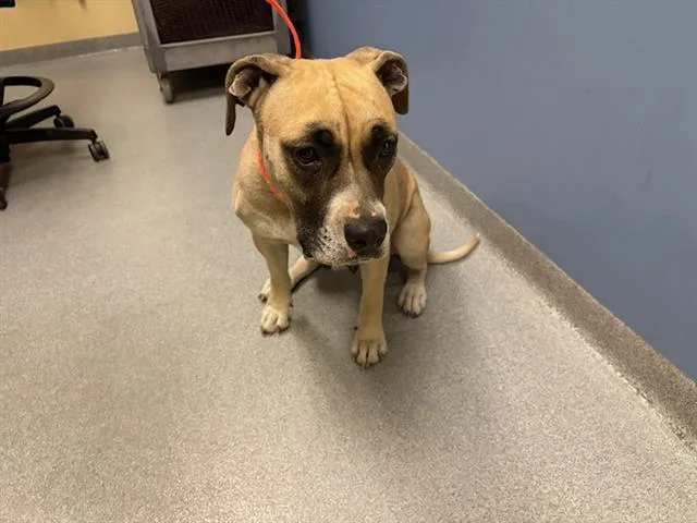 A young large-sized female Boxer dog named Rhea for adoption in Tustin, CA