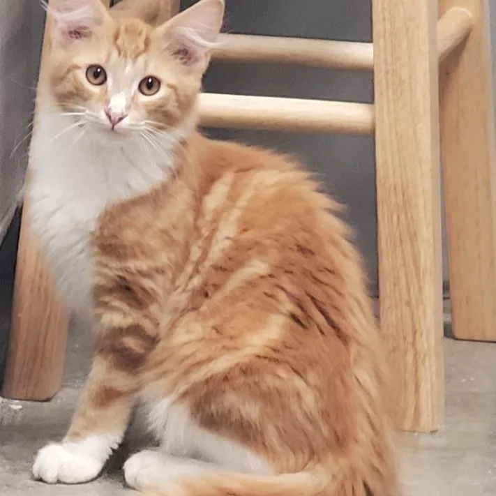 A baby medium-sized male Orange & White Domestic Medium Hair cat named Nacho for adoption in Grove City, OH
