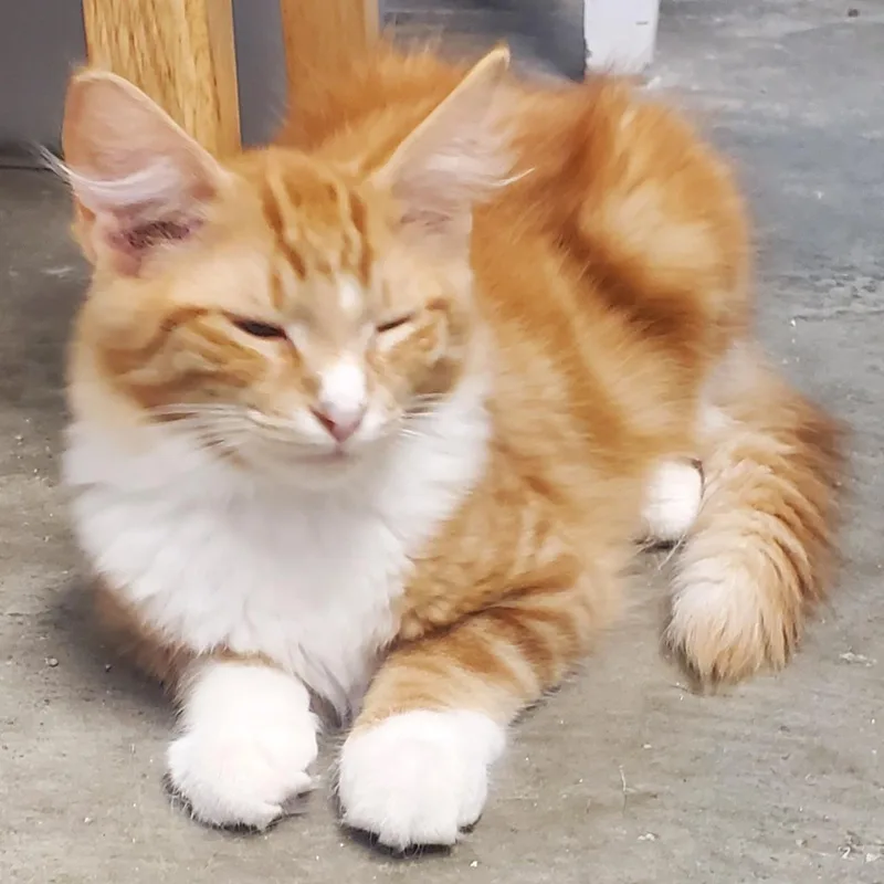 Nacho thumbnail 3