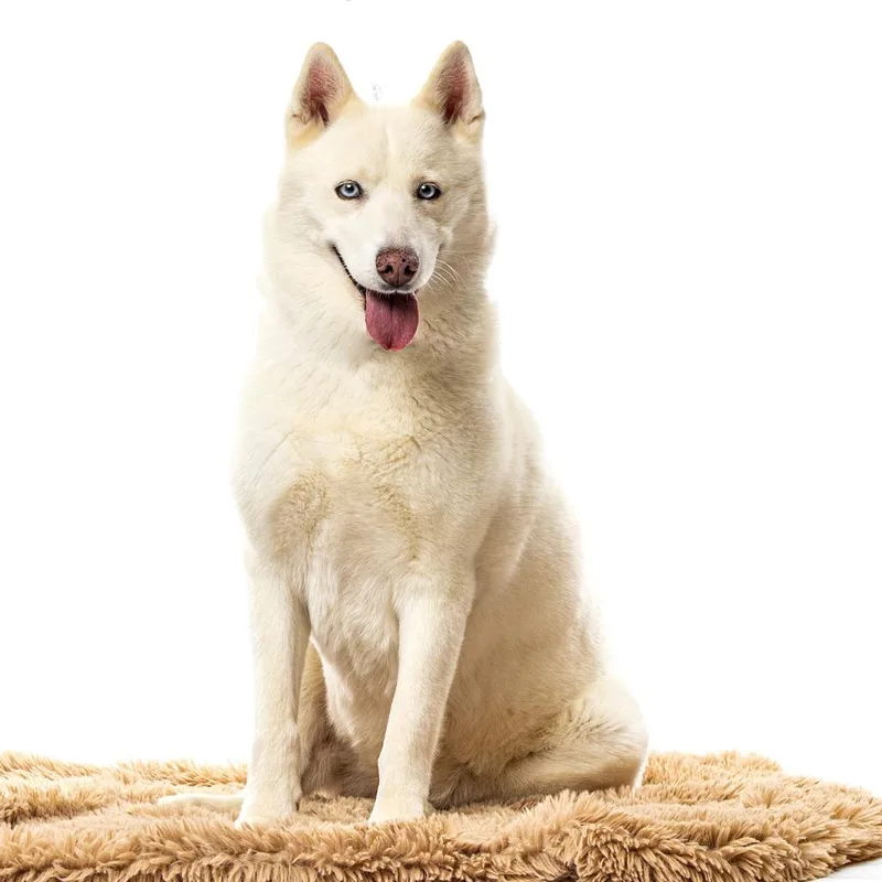 An adult large-sized female White / Cream Siberian Husky dog named Nala for adoption in Reno, NV