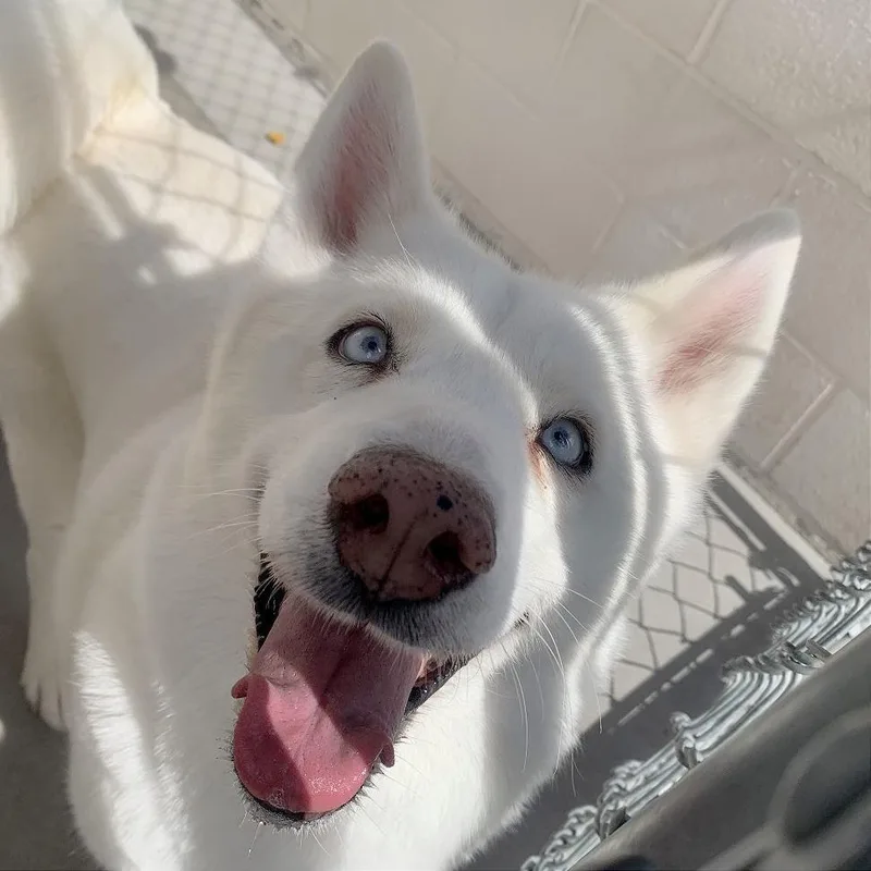 Nala thumbnail 2