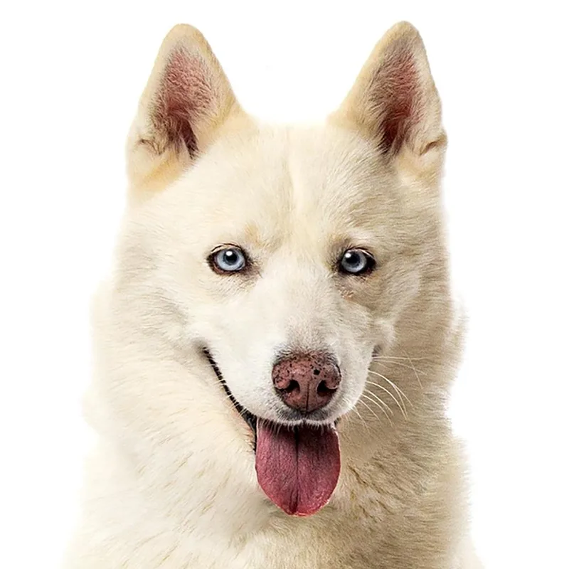 Nala thumbnail 3