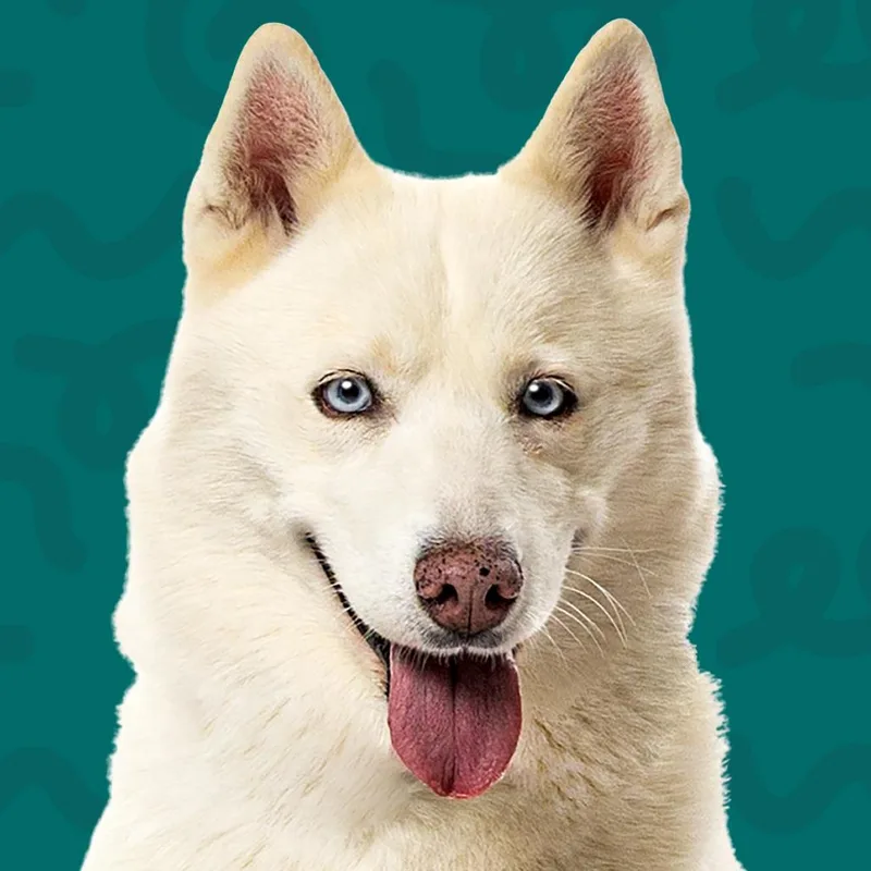 Nala thumbnail 5